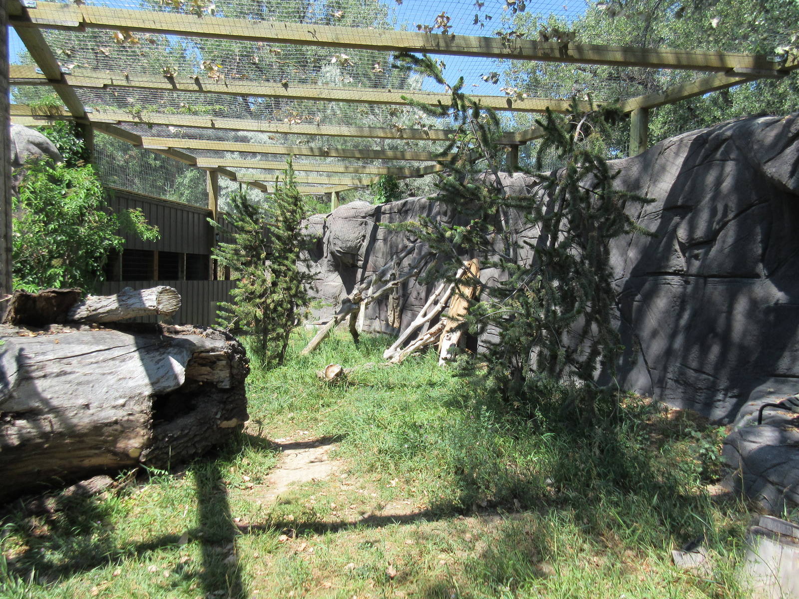 Canadian Lynx Exhibit