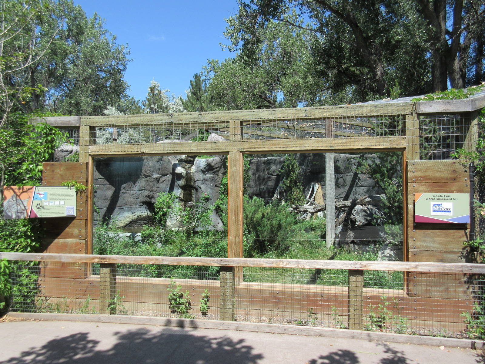 Canadian Lynx Exhibit