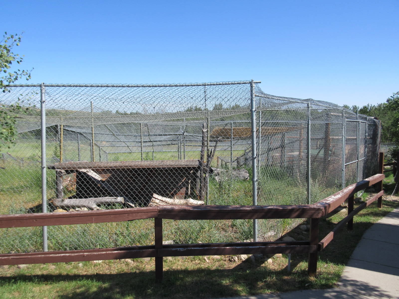 Canadian Lynx Exhibit