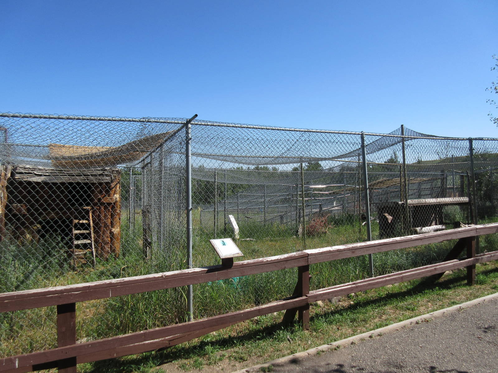 Canadian Lynx Exhibit