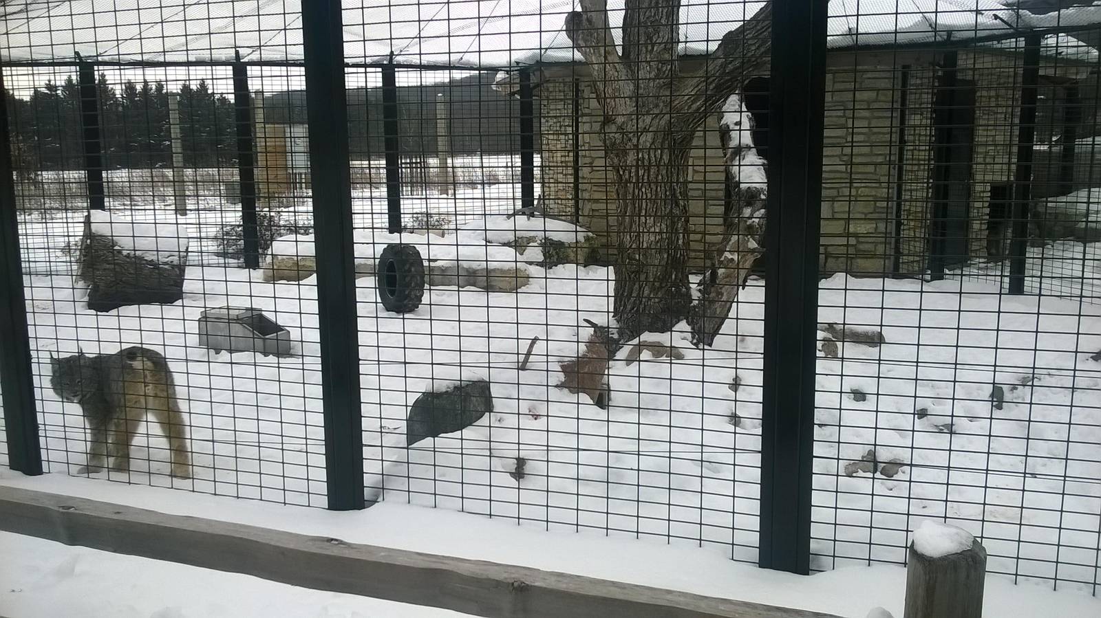 Canadian Lynx Exhibit