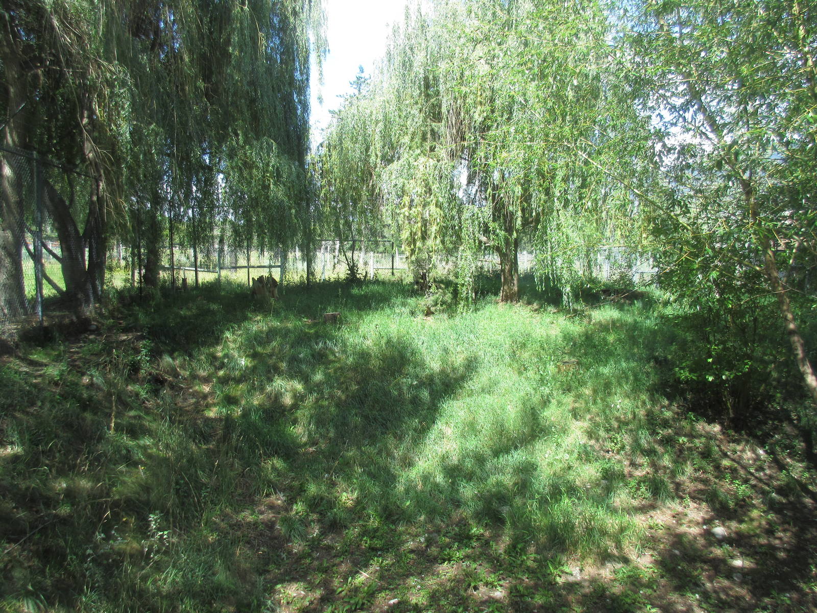 Canadian Lynx Exhibit