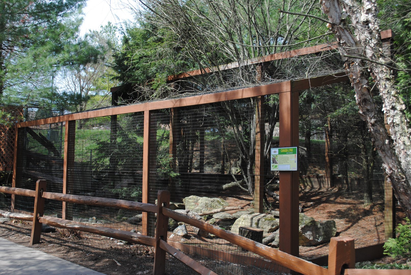 Canadian Lynx Exhibit
