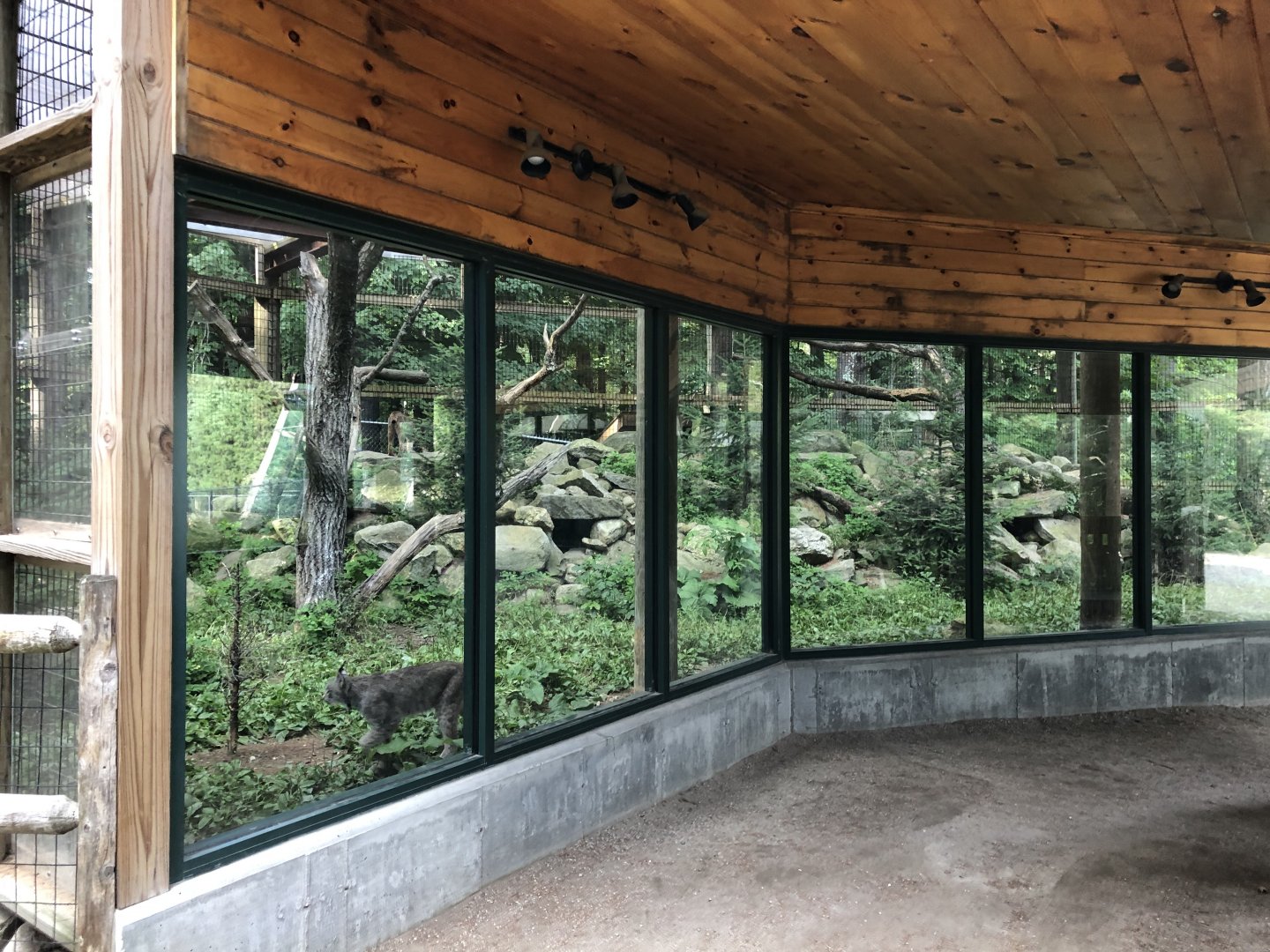 Canadian Lynx Exhibit