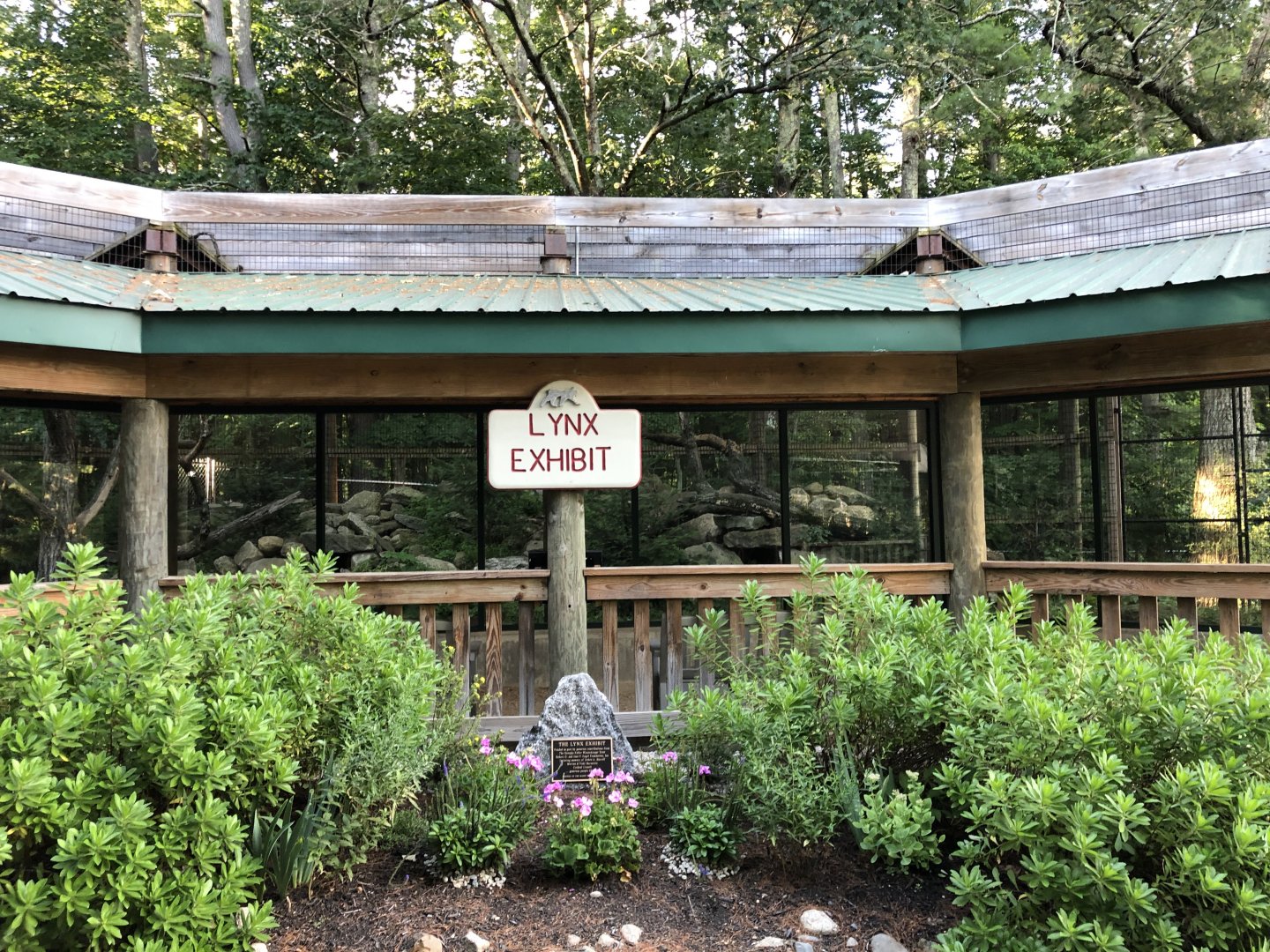 Canadian Lynx Exhibit