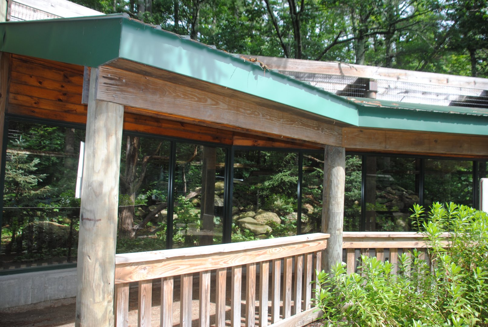 Canadian Lynx exhibit