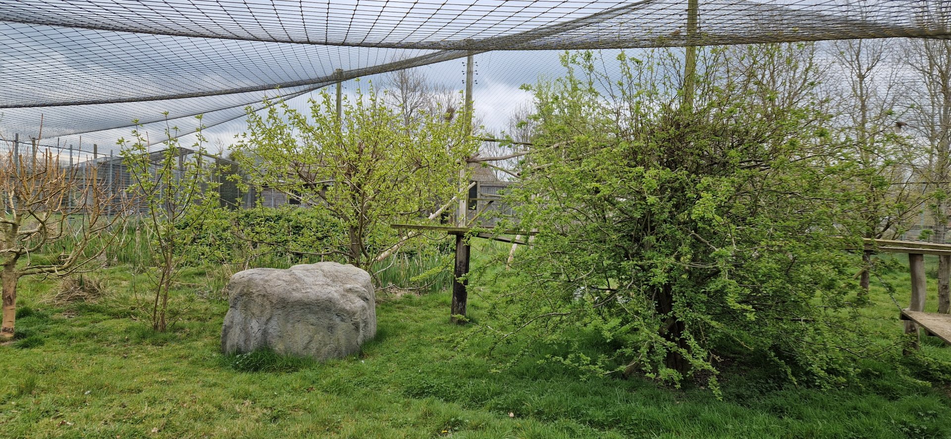 Canadian lynx exhibit