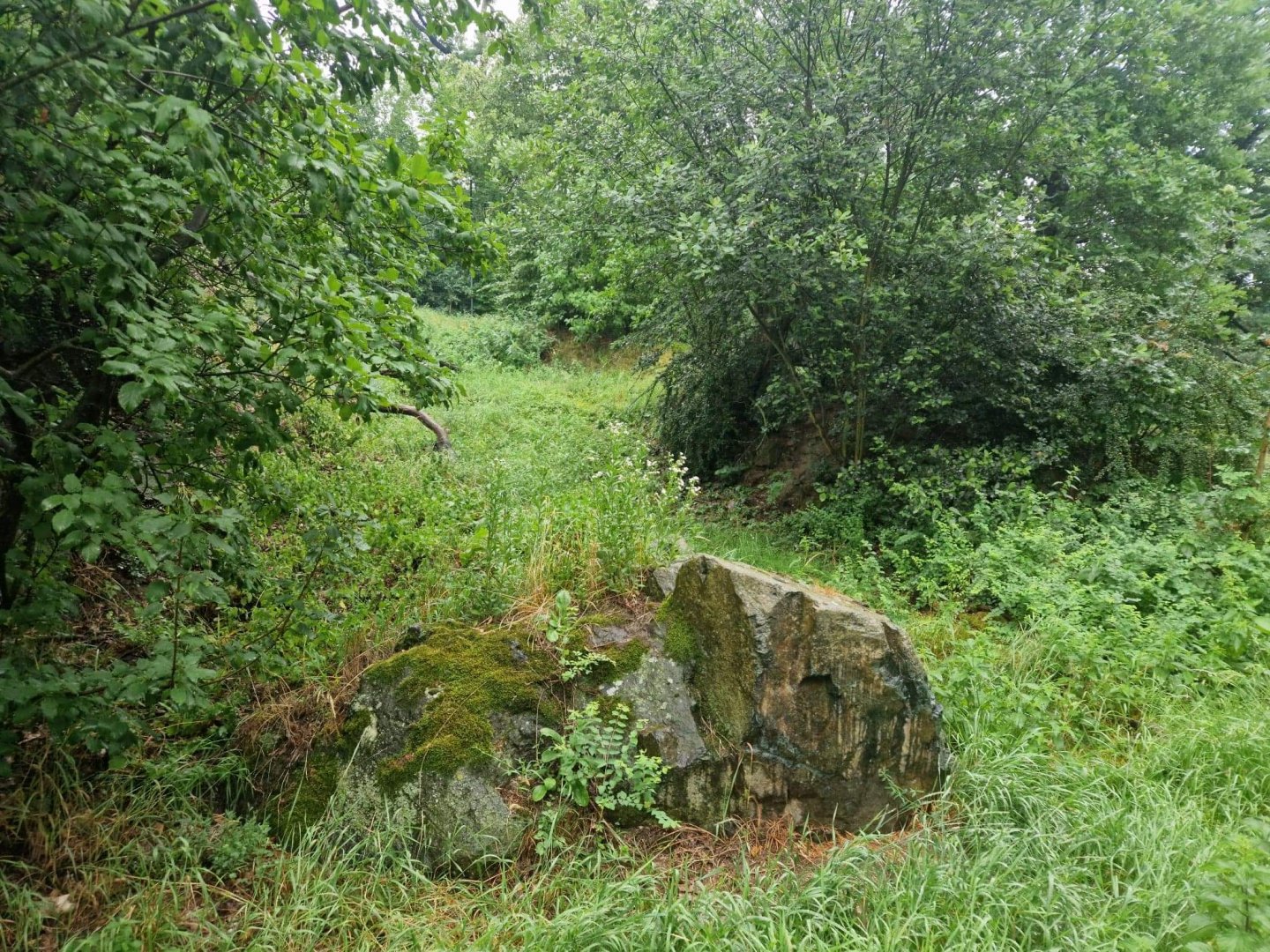 Canadian lynx exhibit