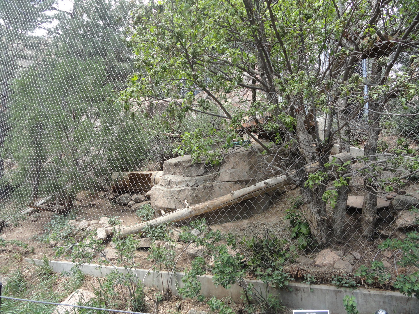 Canadian Lynx Exhibit