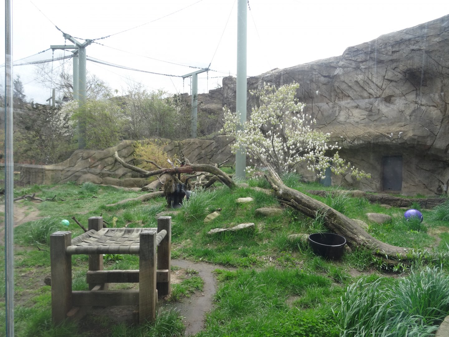 Canadian Lynx Exhibit