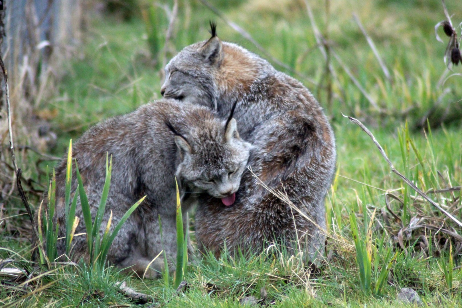 Canadian Lynx grooming each other