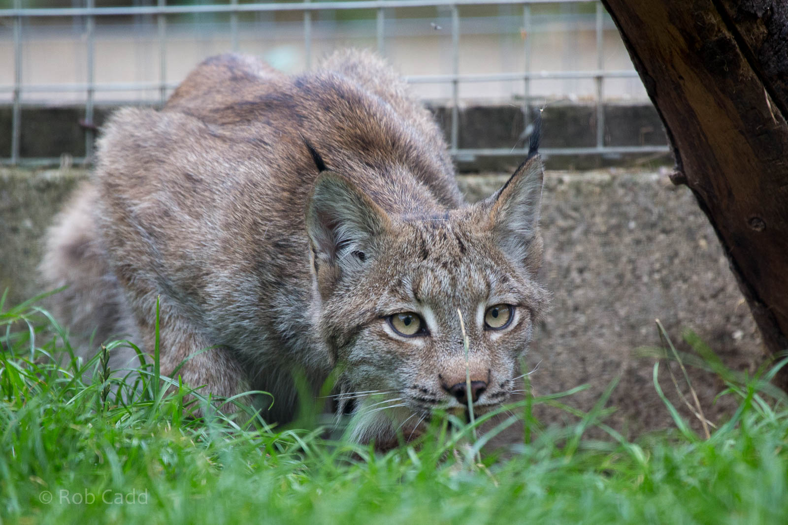 Canadian lynx : Hamerton : 05 Sep 2014