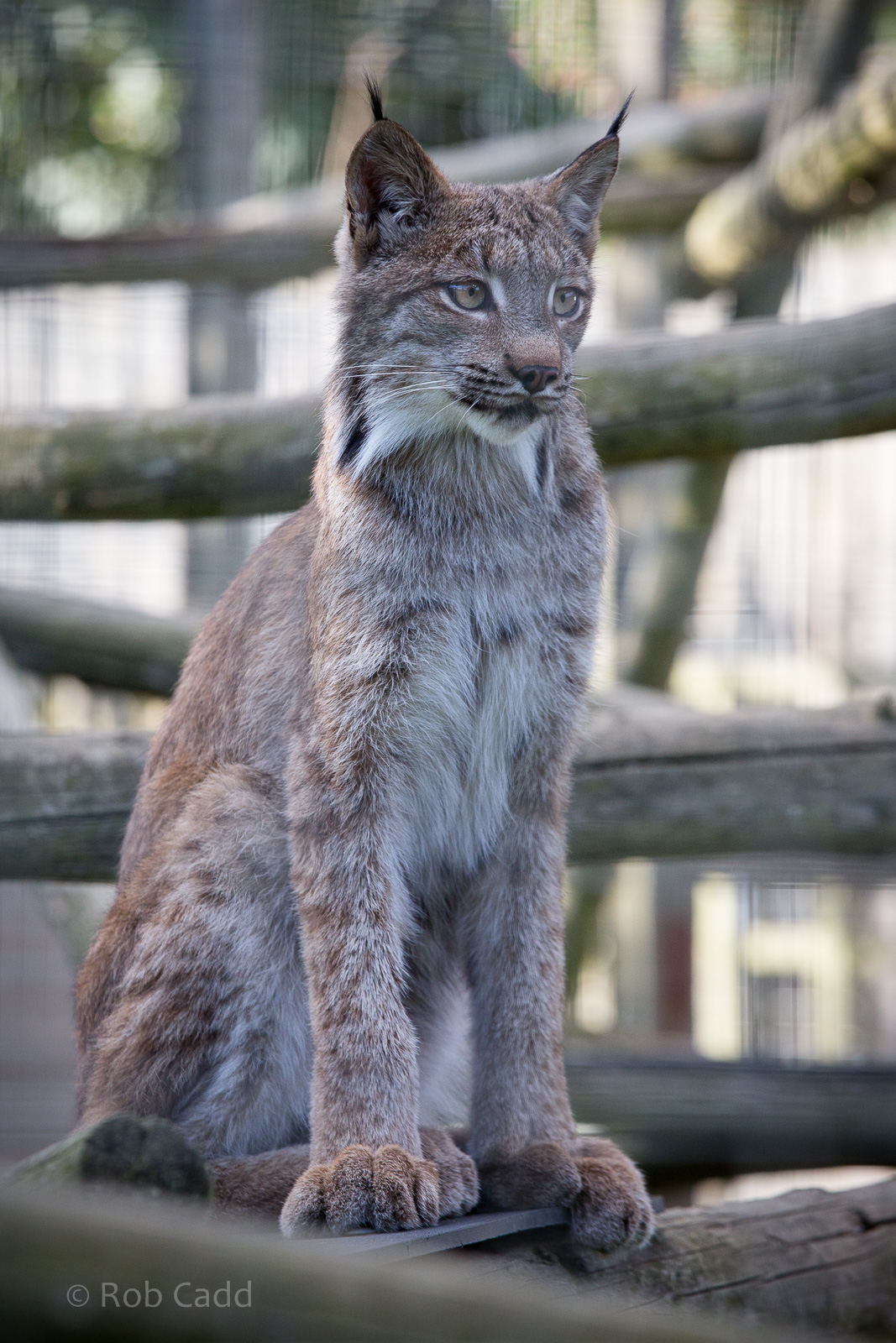 Canadian lynx : Hamerton : 31 Aug 2014