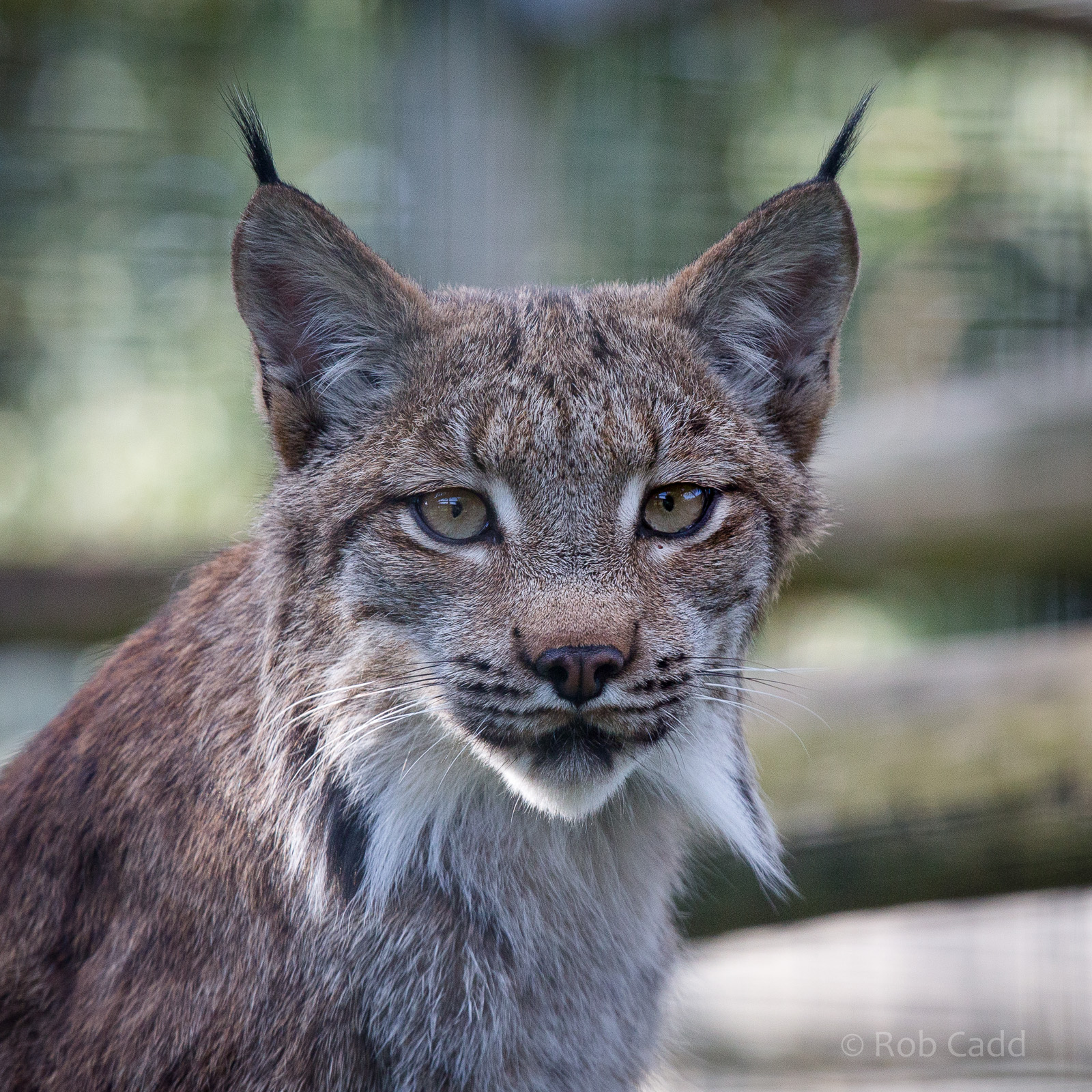 Canadian lynx : Hamerton : 31 Aug 2014
