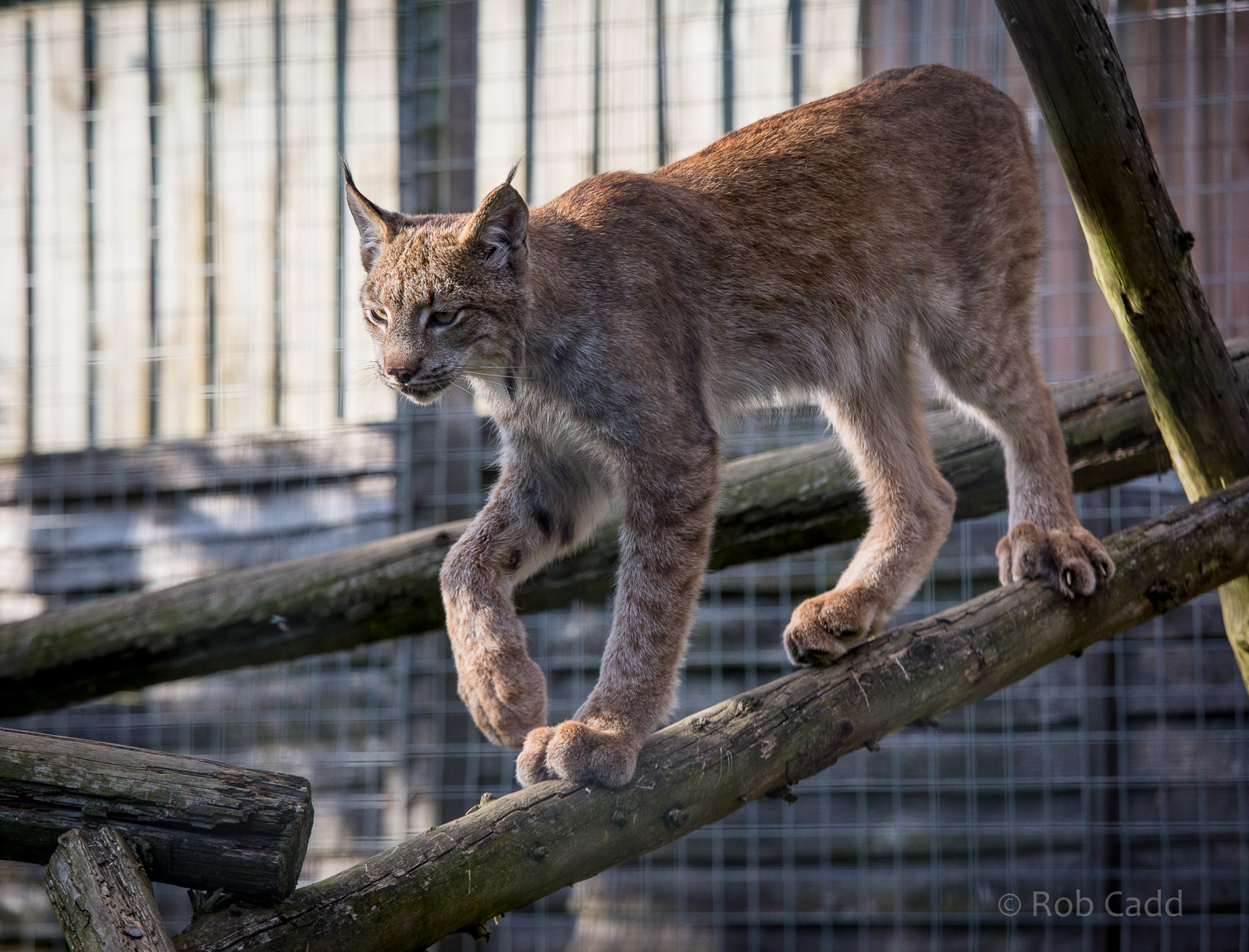 Canadian lynx : Hamerton : 31 Aug 2014