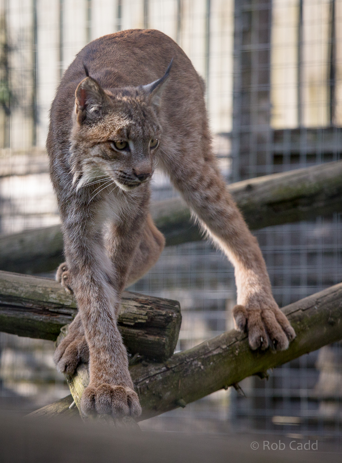 Canadian lynx : Hamerton : 31 Aug 2014