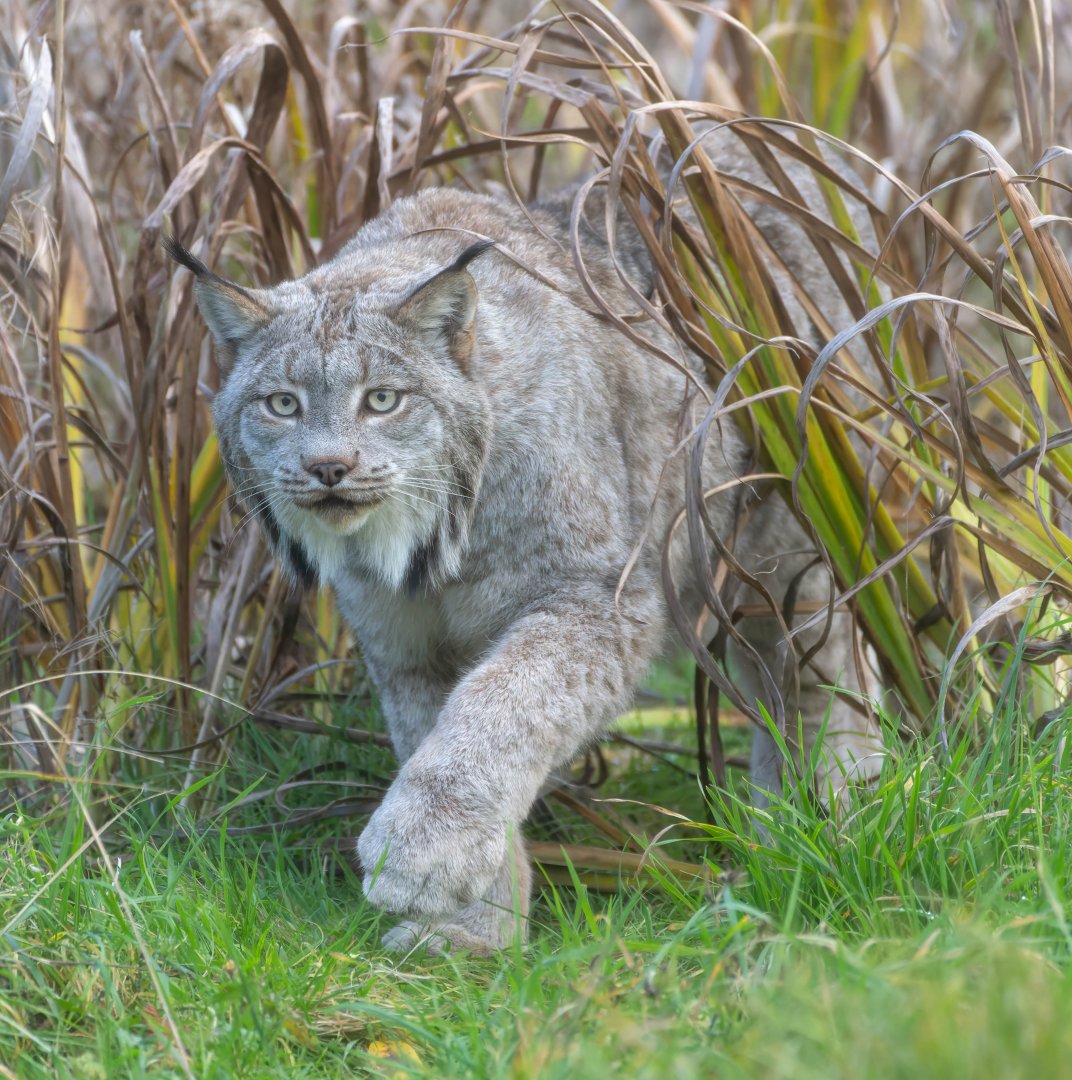 Canadian lynx, Hamerton, UK