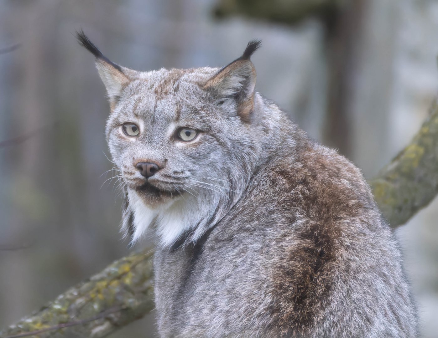 Canadian lynx, Hamerton, UK
