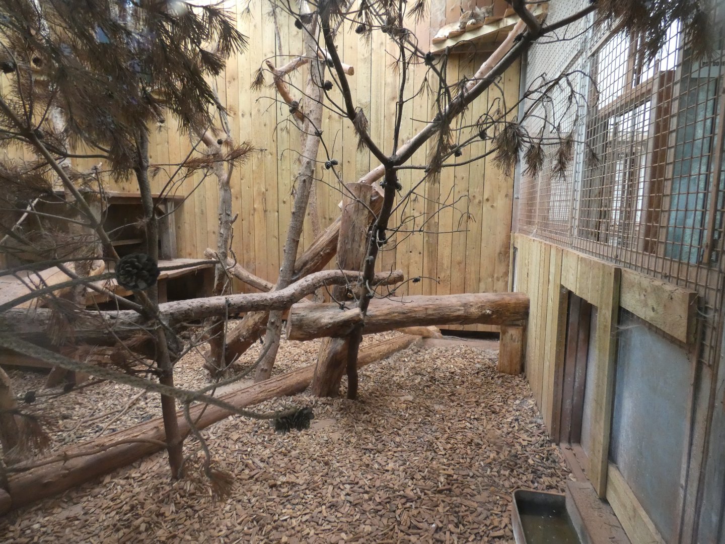 Canadian lynx indoor enclosure