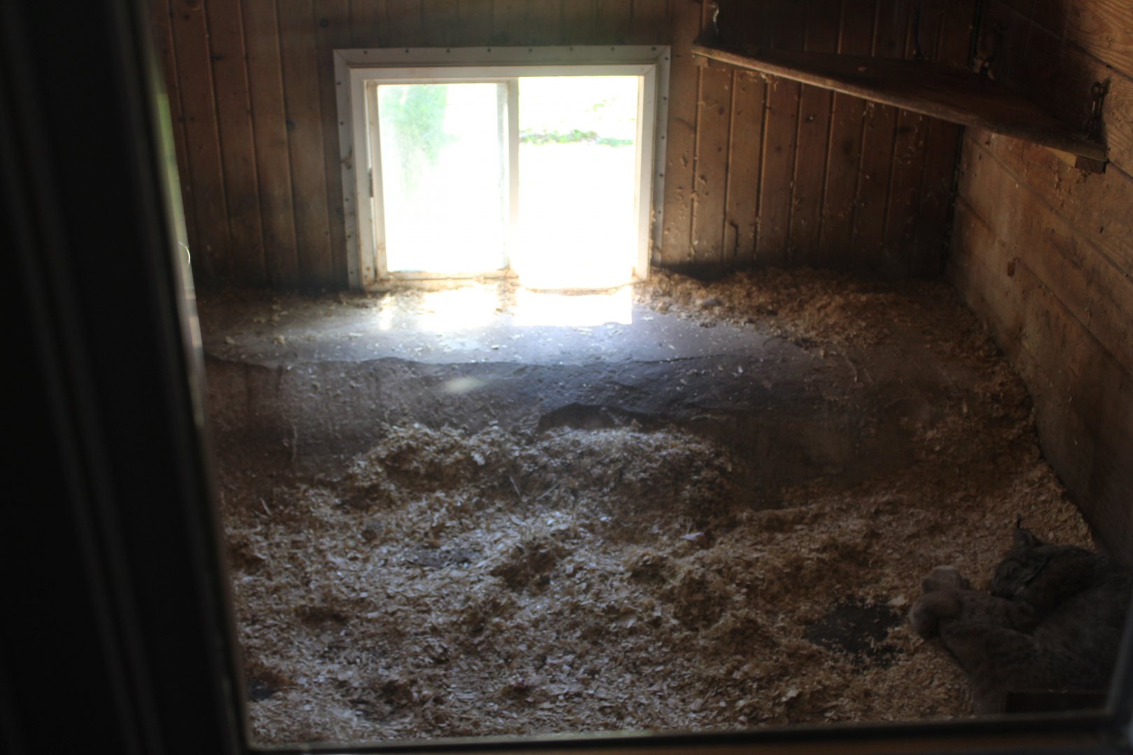 Canadian Lynx Inoor Exhibit