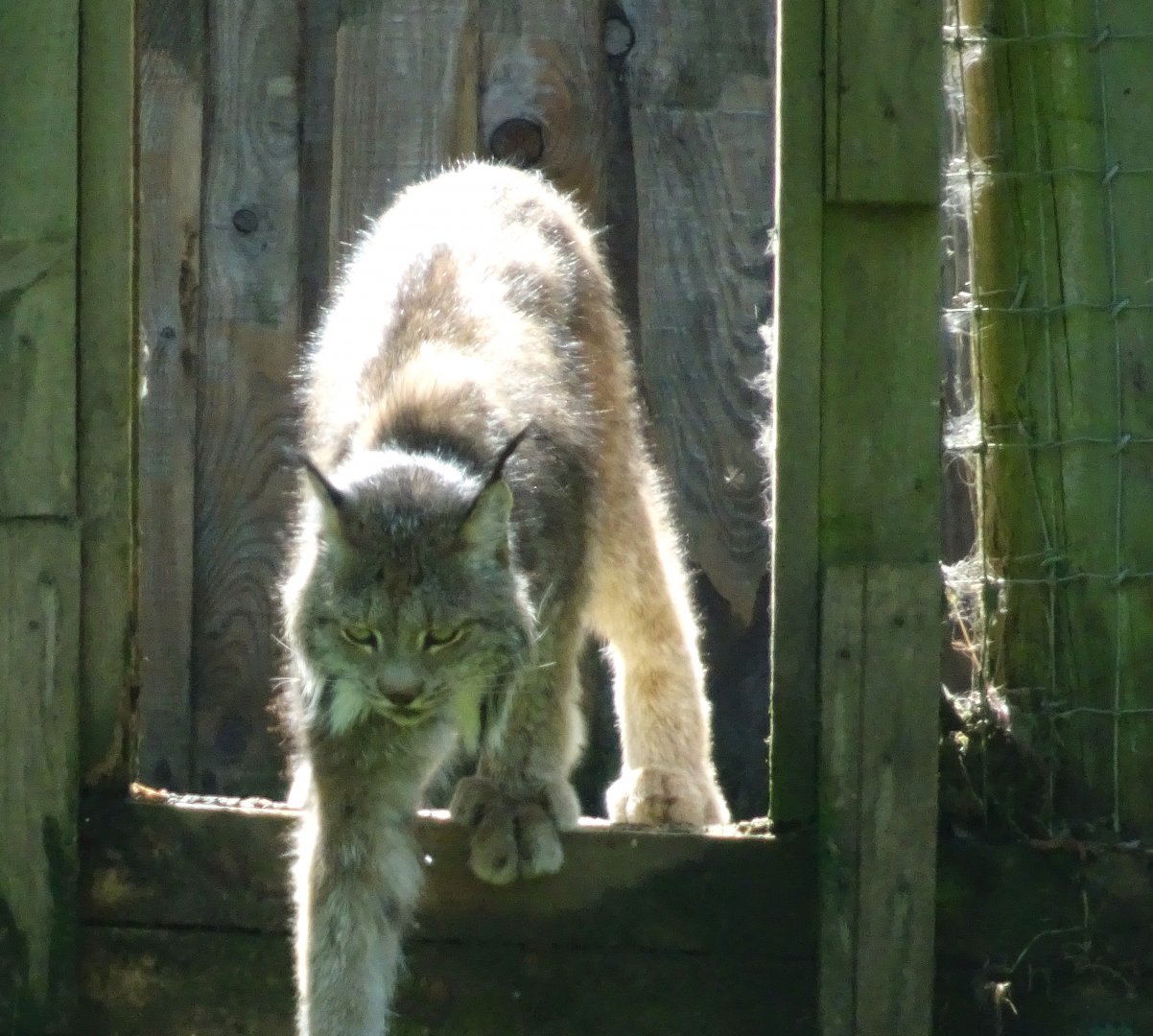 Canadian Lynx - Jasper (?)   21 May 2025