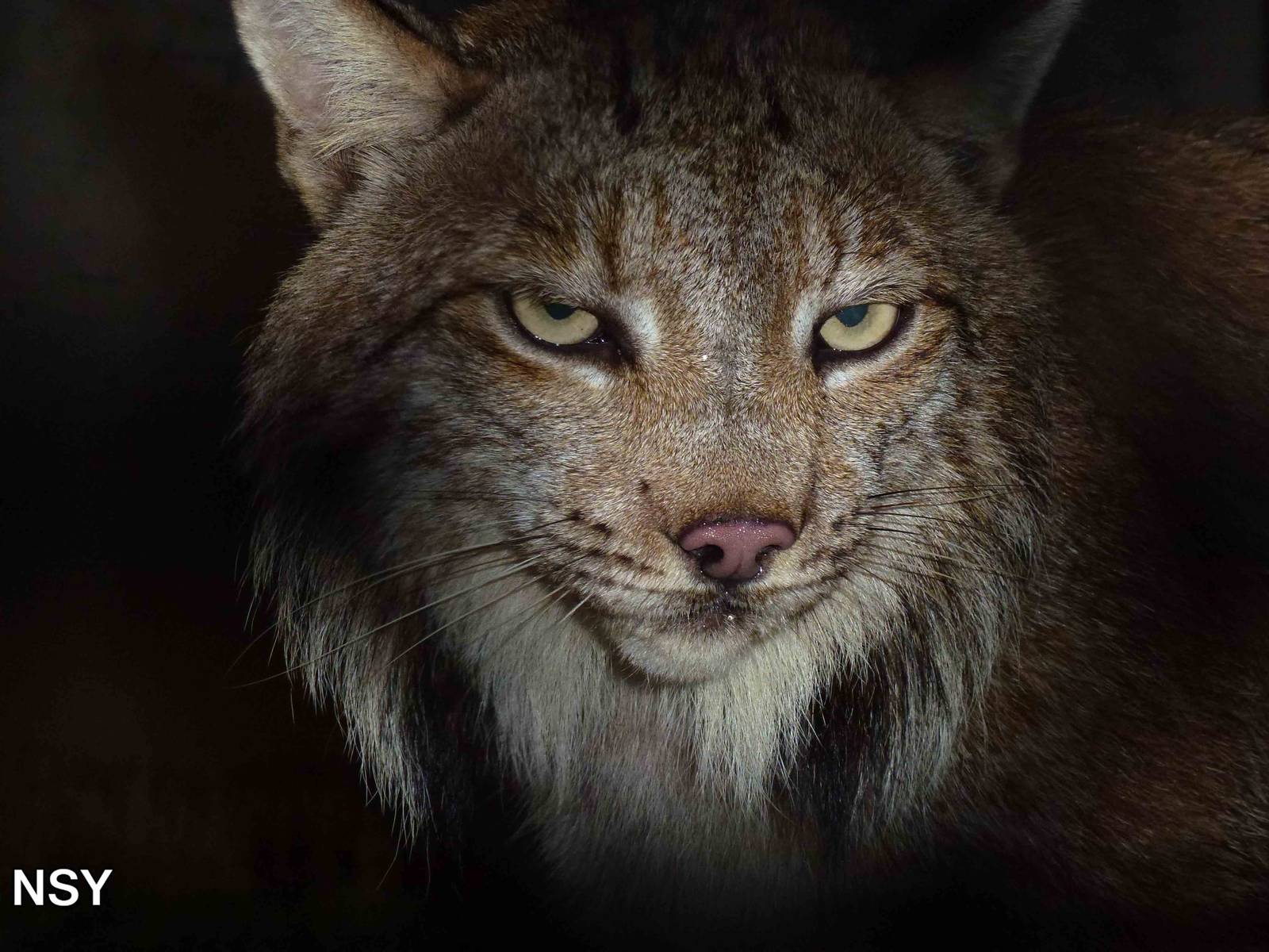 Canadian lynx, June 2013.