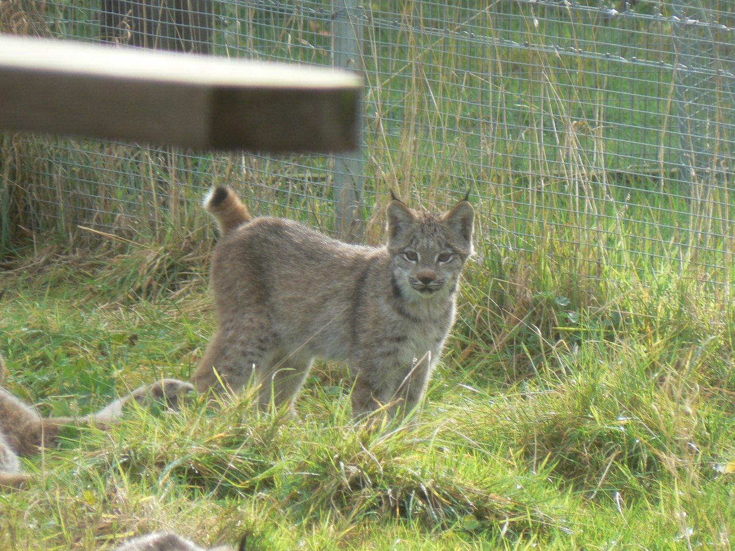 Canadian Lynx Kitten - 16 October 2016