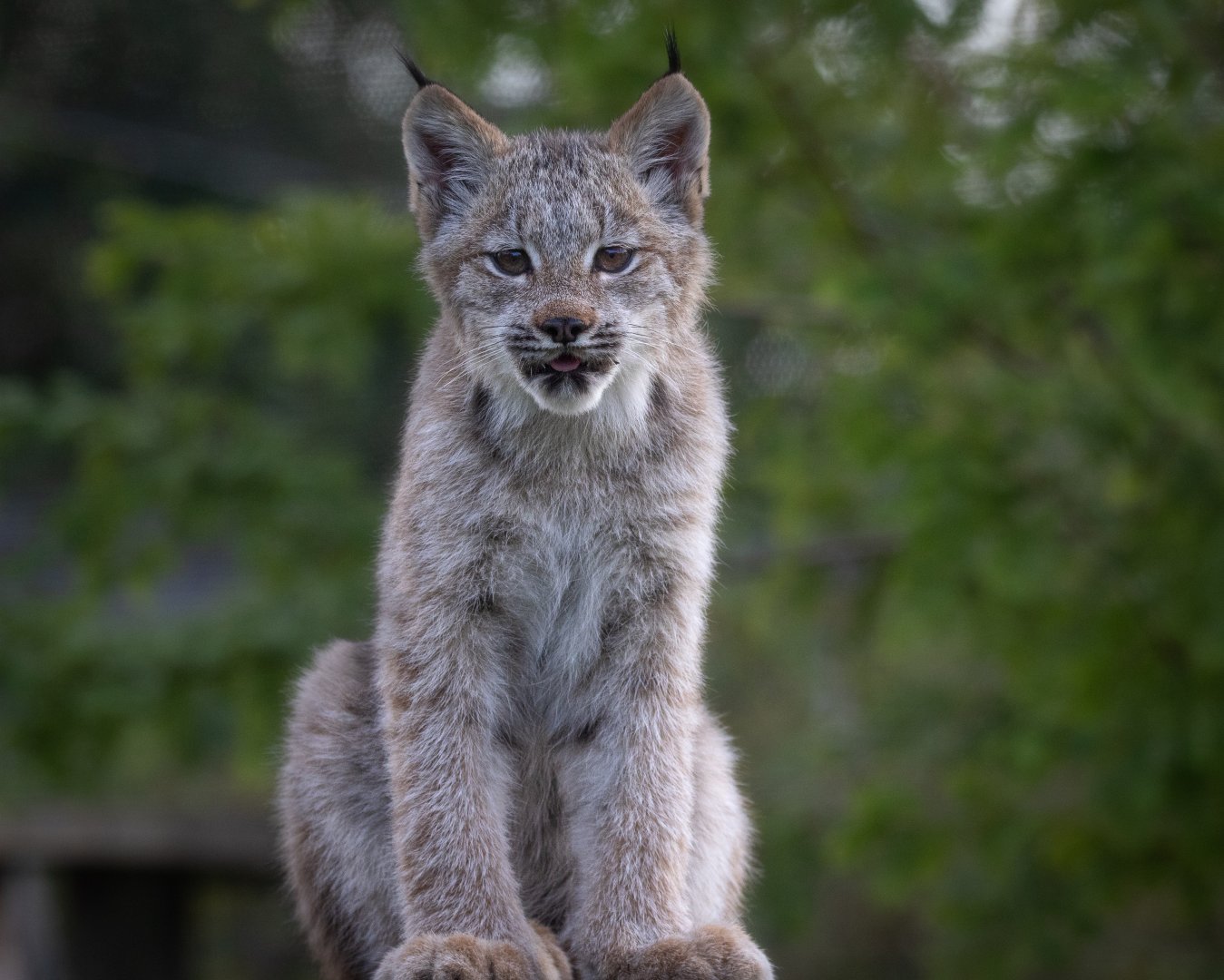 Canadian Lynx Kitten / Hamerton / 10-10-19