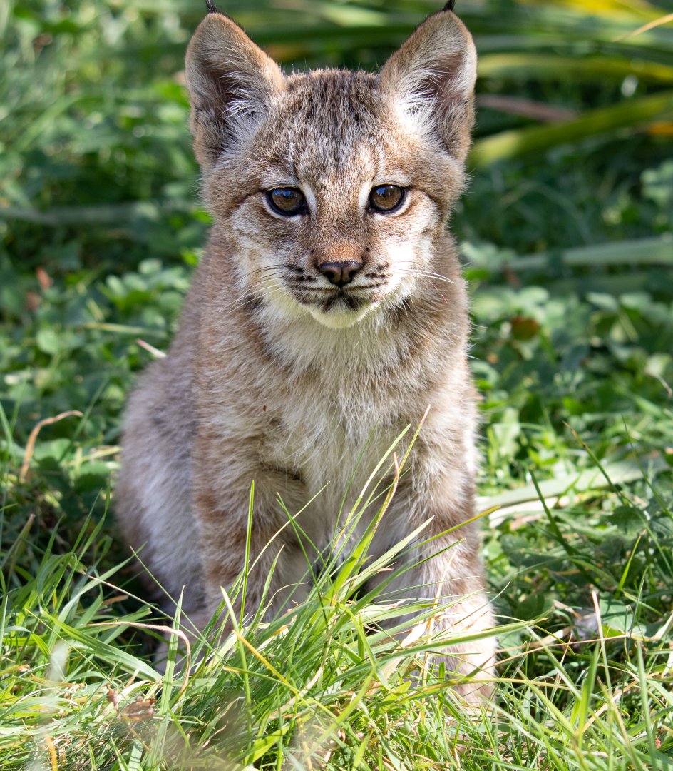 Canadian Lynx Kitten / Hamerton / 13-9-19