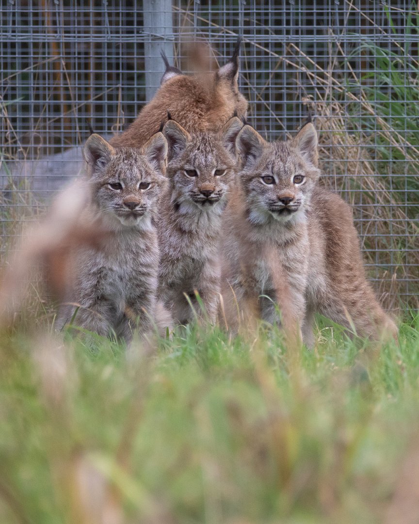 Canadian Lynx Kittens / Hamerton / 10-10-19