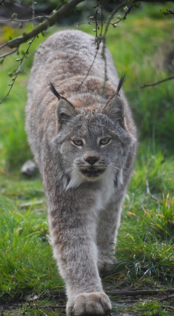 Canadian lynx, Lynx canadensis (14/03)