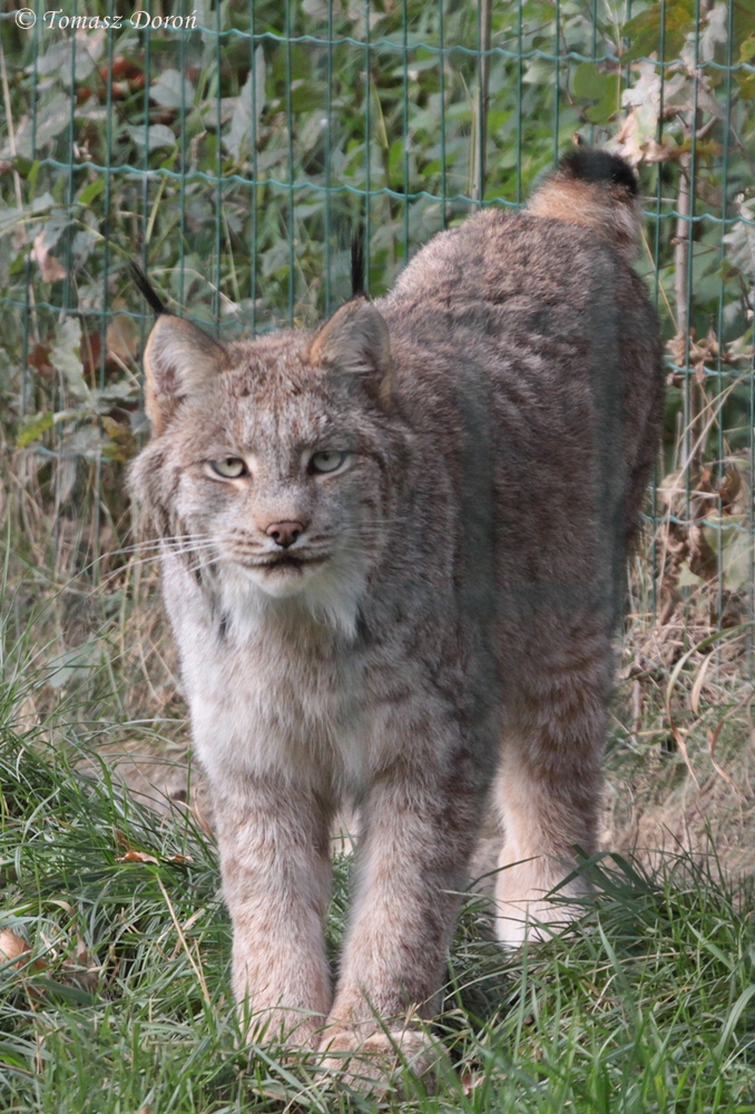 Canadian Lynx (Lynx canadensis)