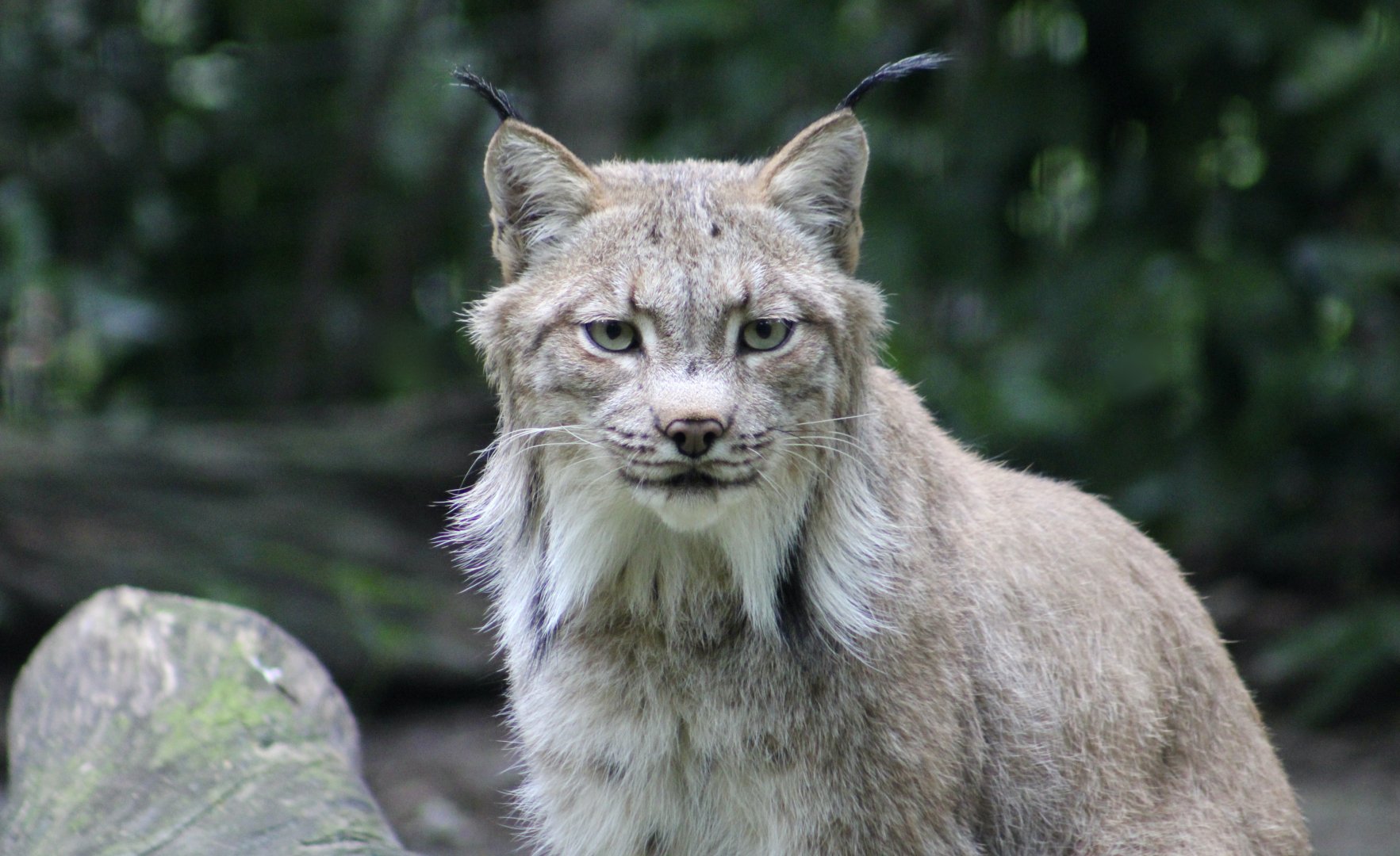 Canadian Lynx (Lynx canadensis)