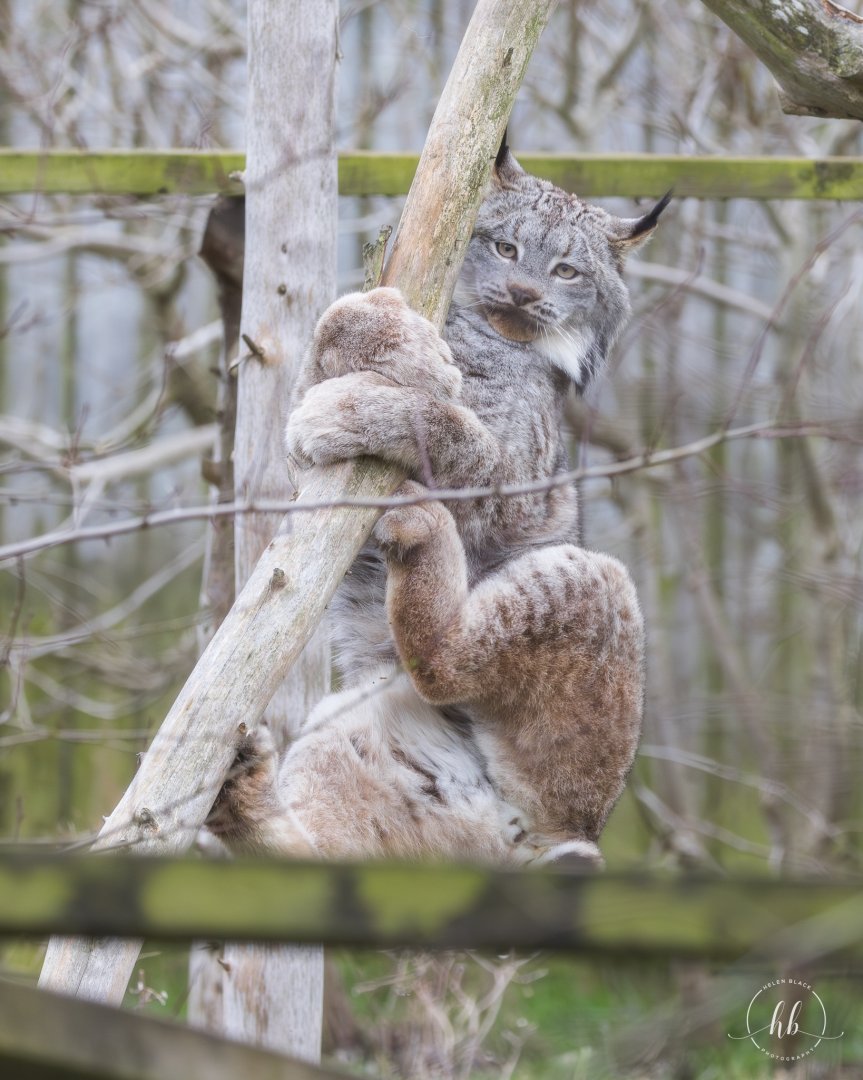 Canadian Lynx (m) / Hamerton / 14-1-24