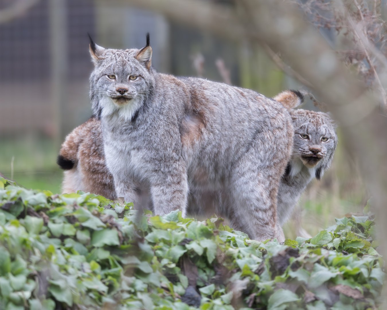 Canadian Lynx (m)  / Hamerton / 14-1-25