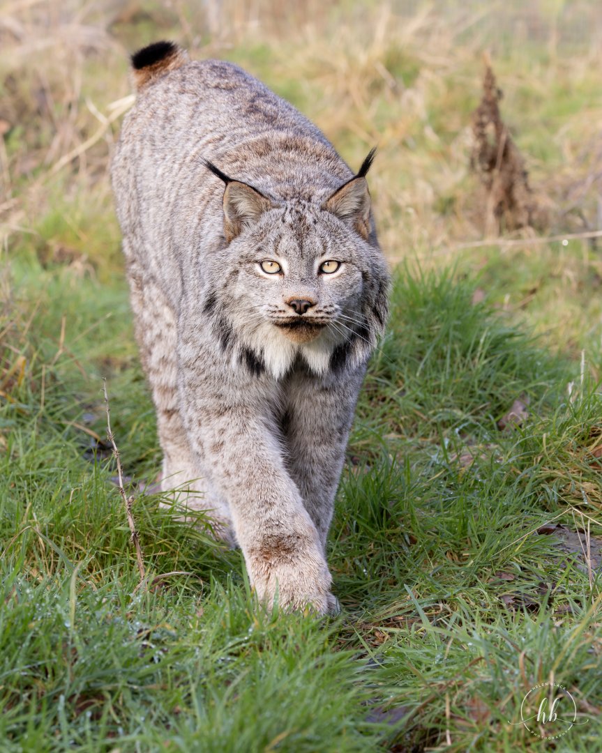 Canadian Lynx (m) / Hamerton / 22-1-25