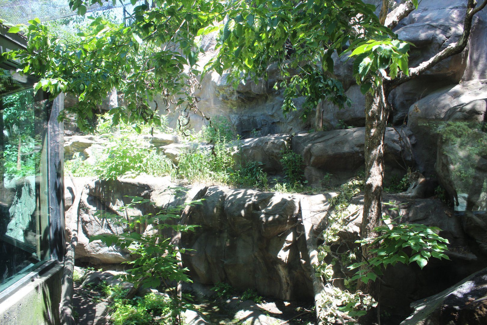Canadian Lynx - Minnesota Trail