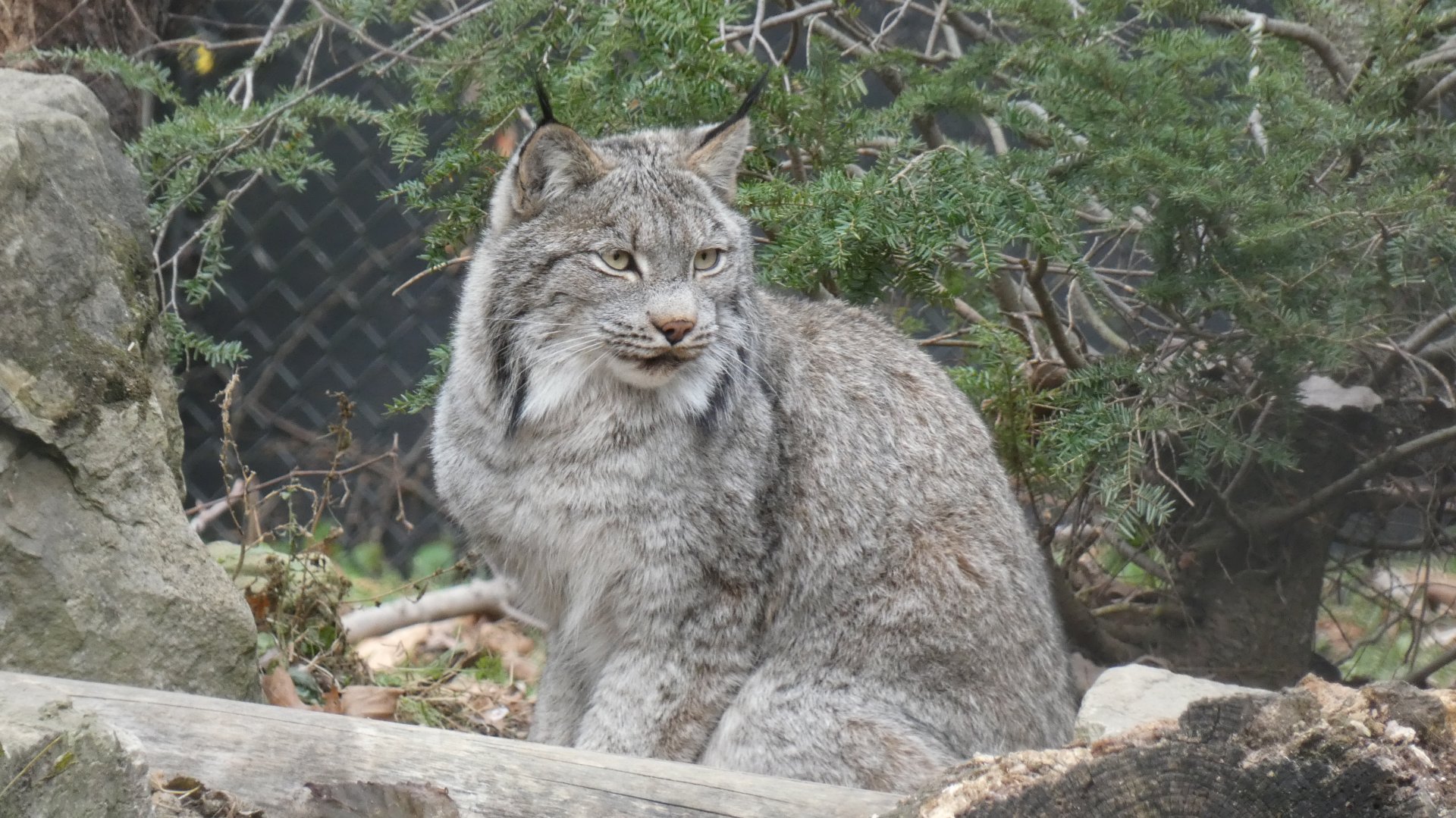 Canadian Lynx, North America - Nov. 2021