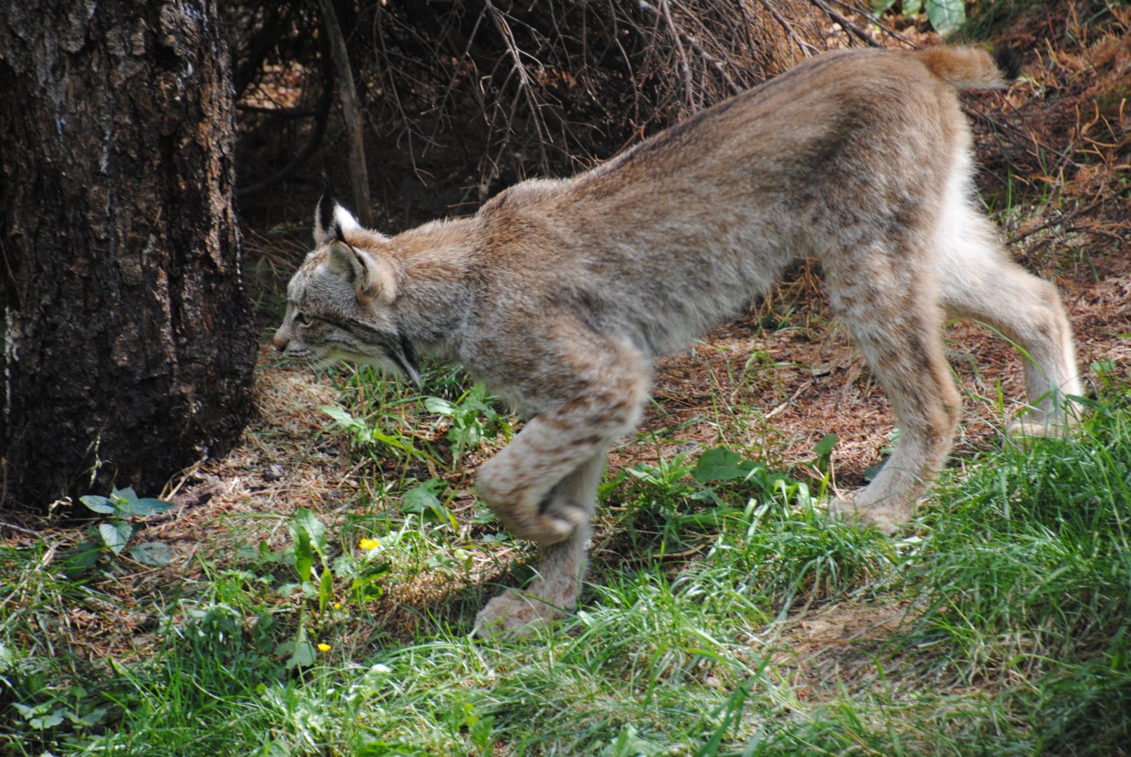 Canadian Lynx (North American Mountains)