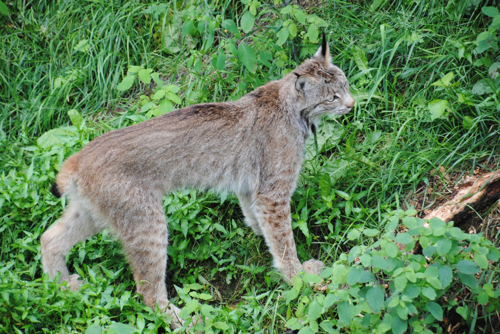 Canadian Lynx (North American Mountains)
