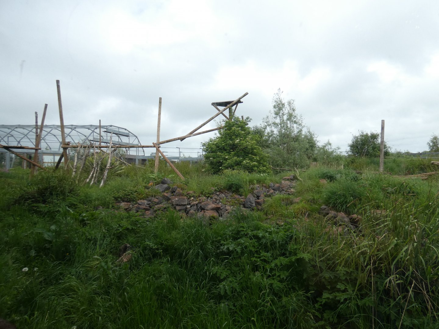 Canadian lynx outdoor enclosure