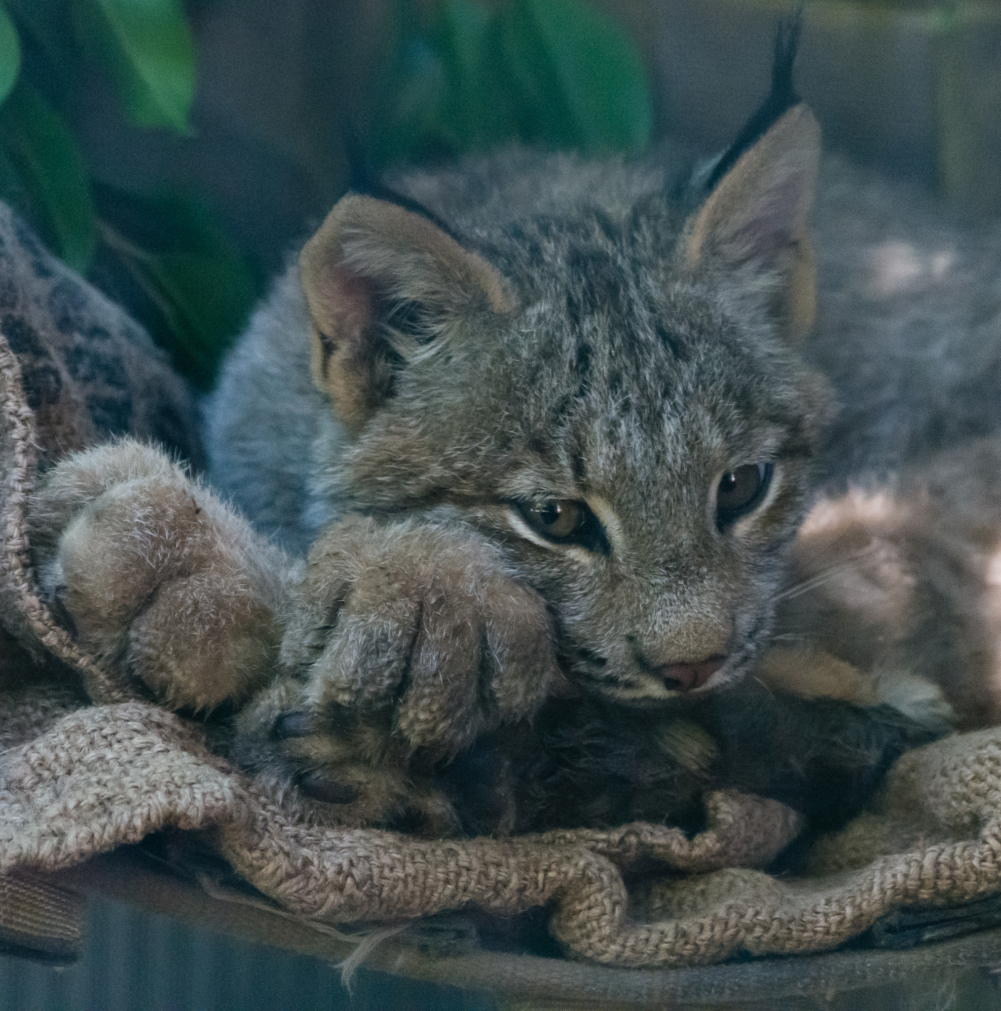Canadian lynx paws.
