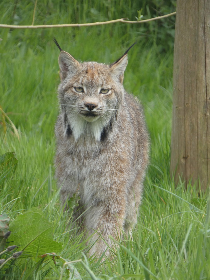 Canadian lynx portrait