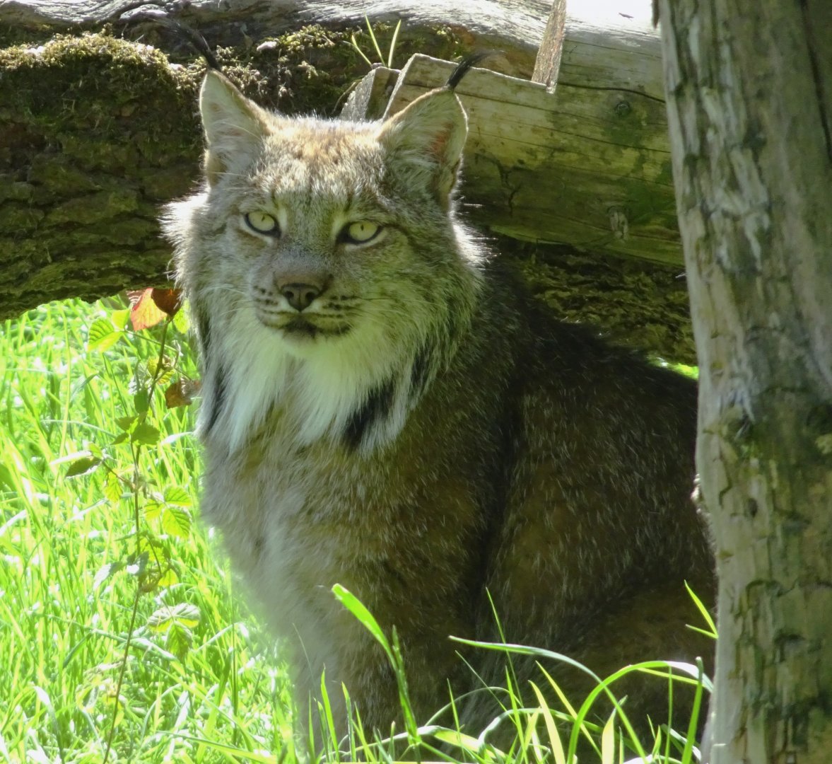 Canadian Lynx - Shadow (?)   21 May 2025