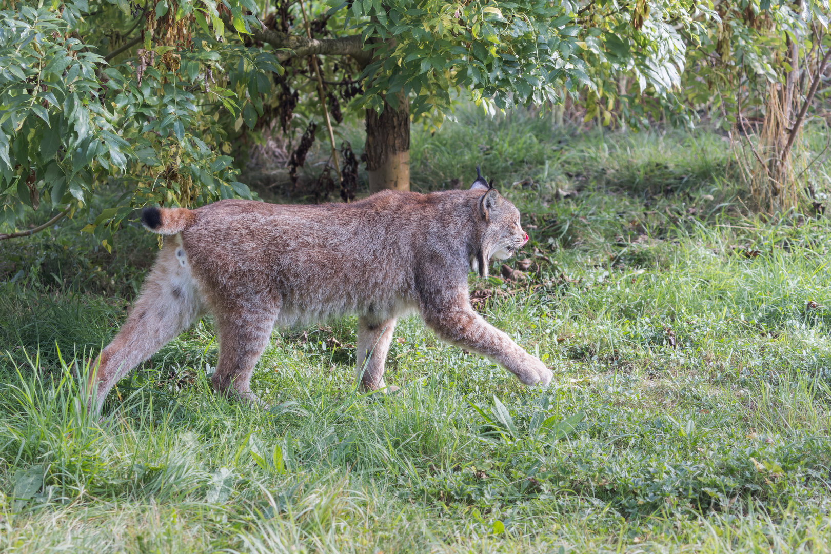 Canadian Lynx (Timmy) / Hamerton / 13-9-23