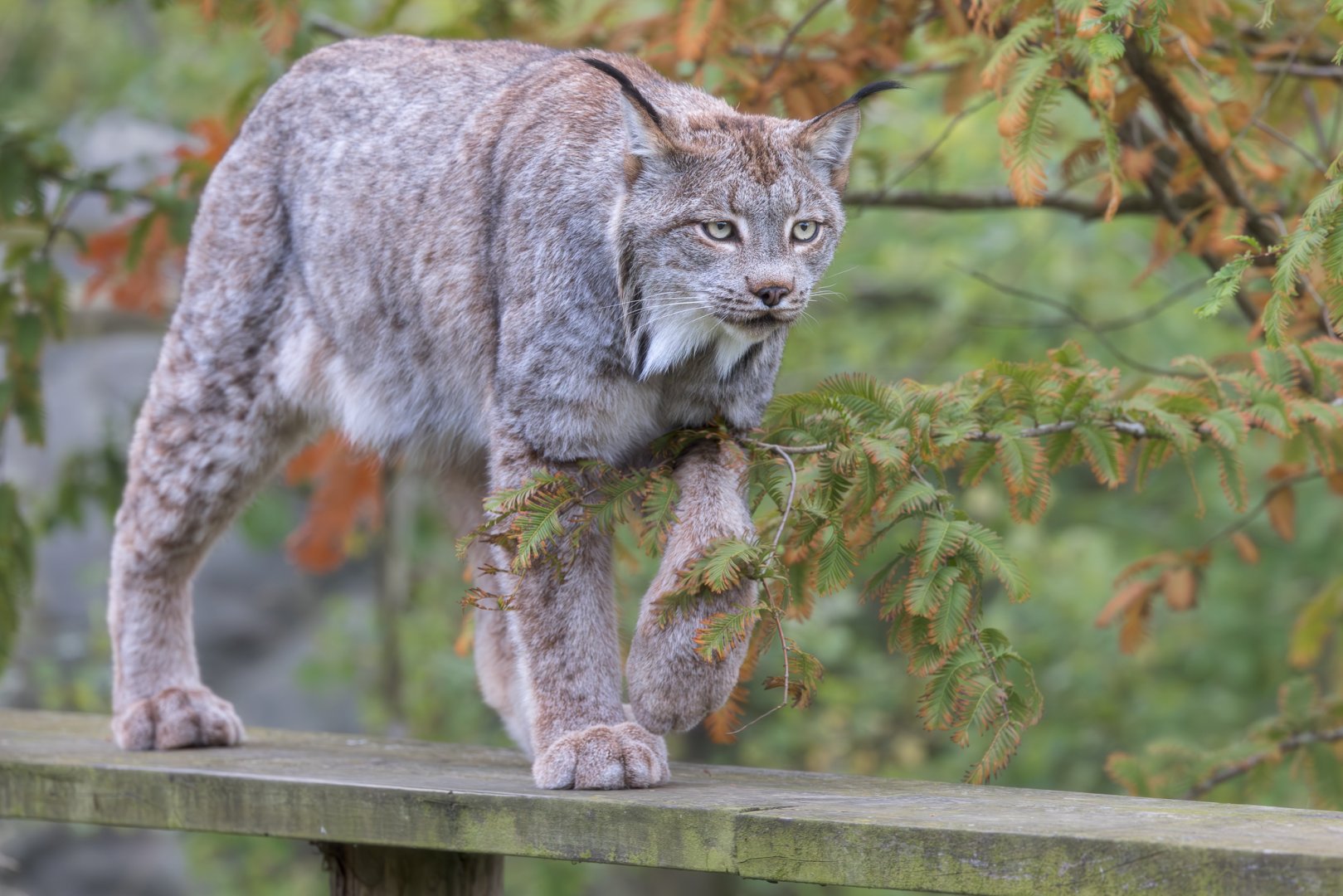 Canadian Lynx (Timmy) / Hamerton / 23-10-24