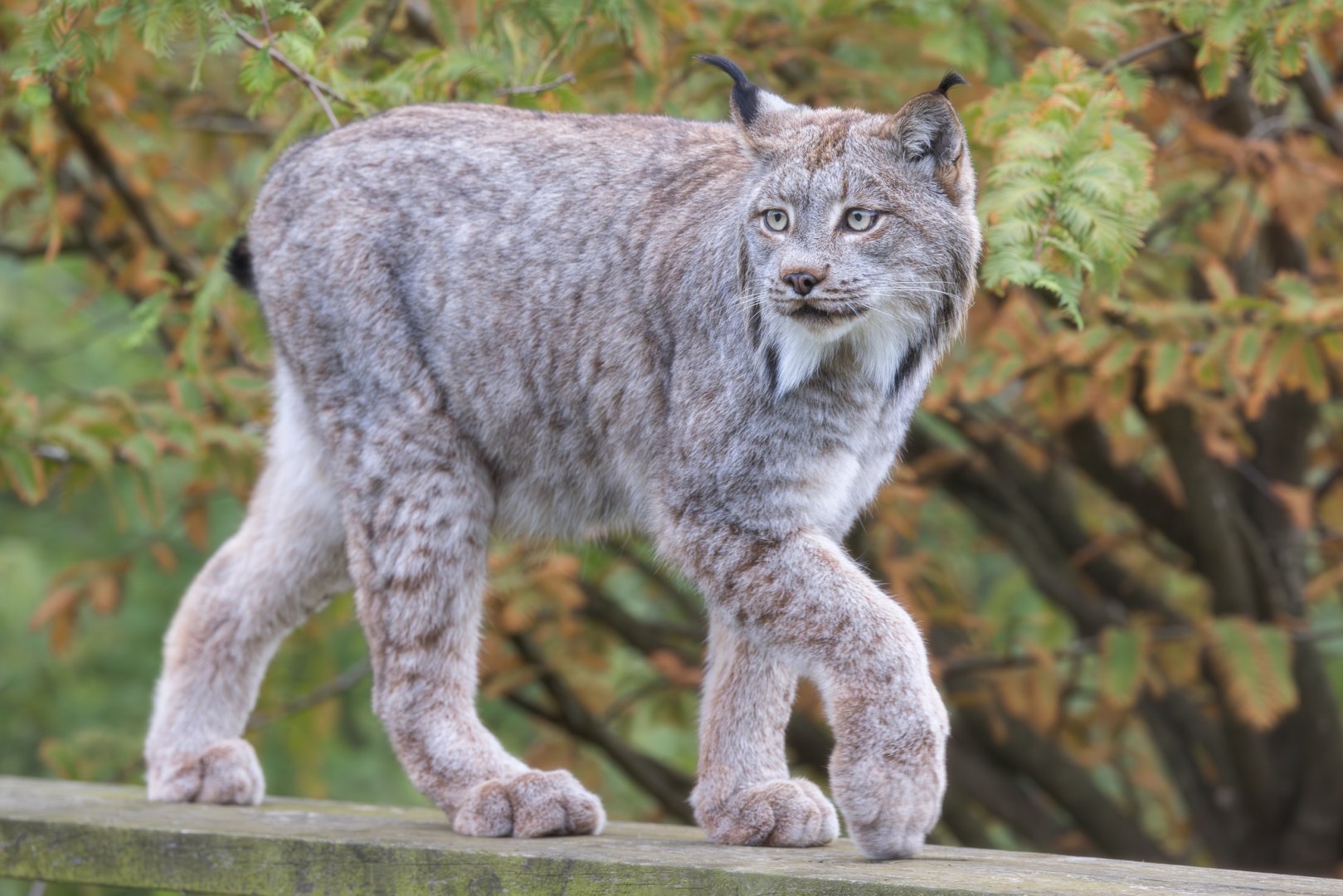 Canadian Lynx (Timmy) / Hamerton / 23-10-24
