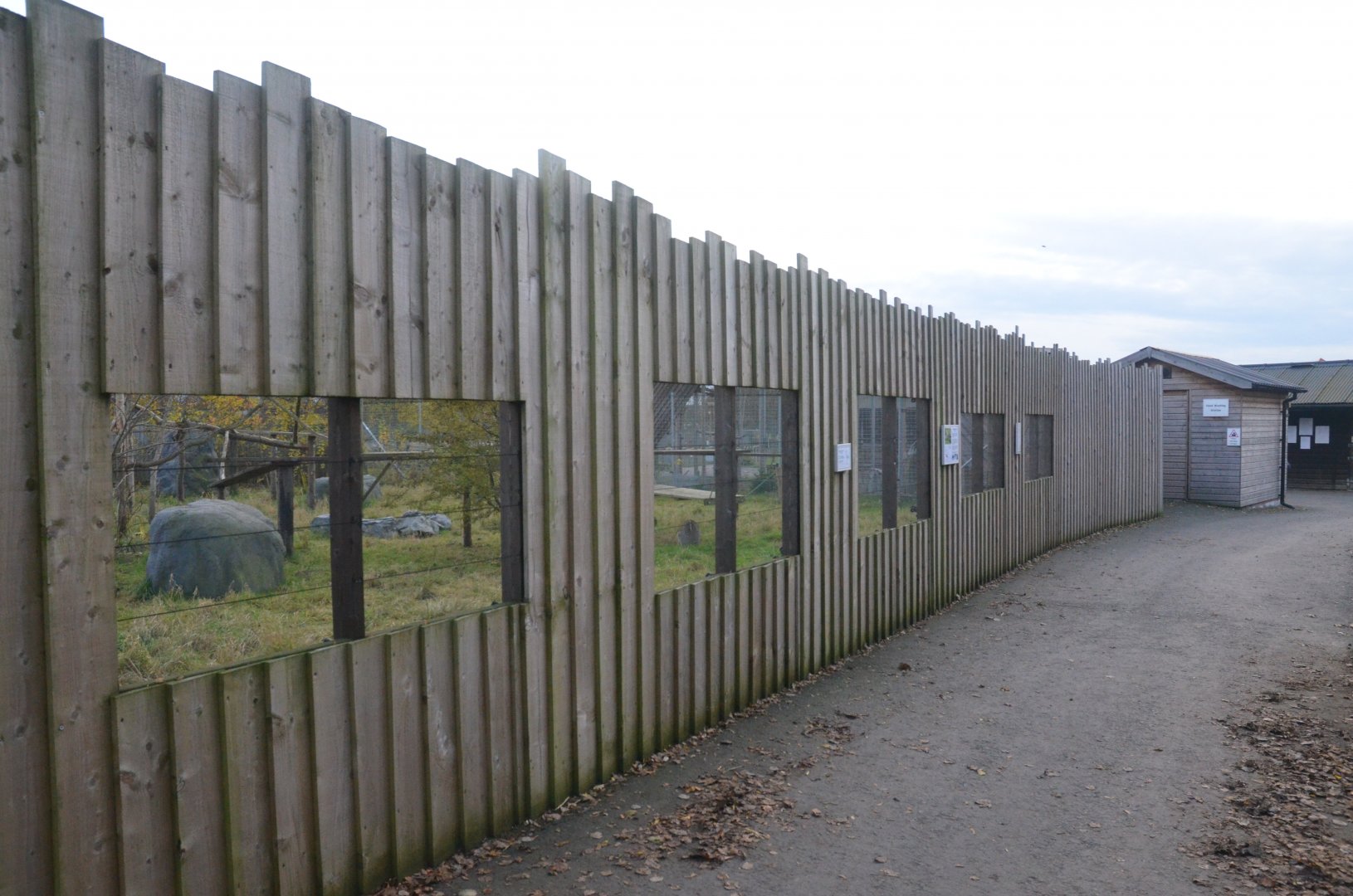 Canadian Lynx Viewing at Hamerton, 19/11/16