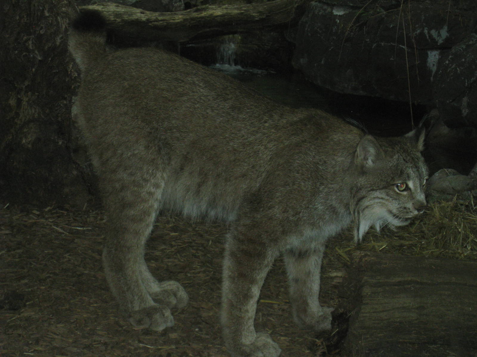 Canadian Lynx