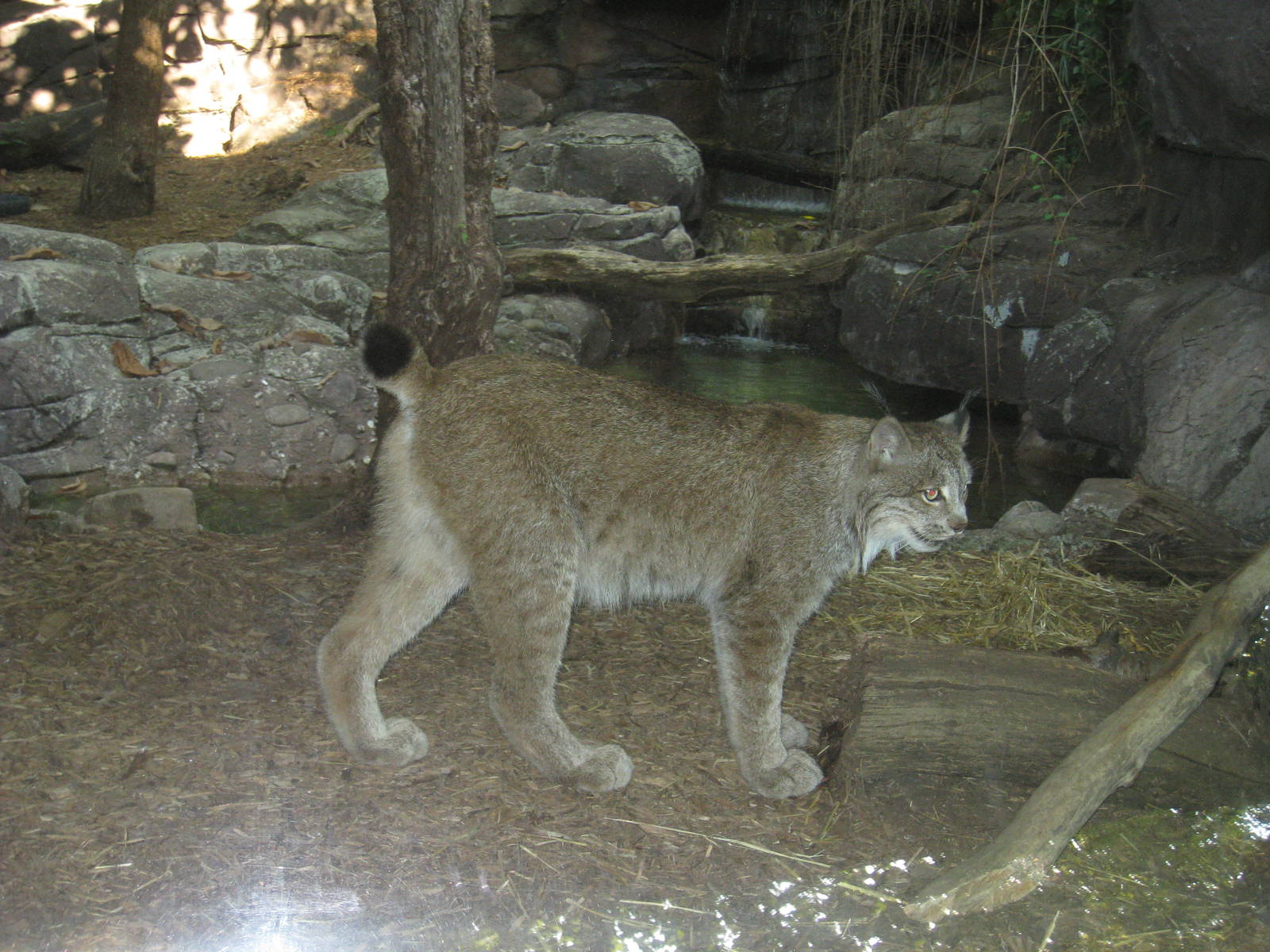 Canadian Lynx